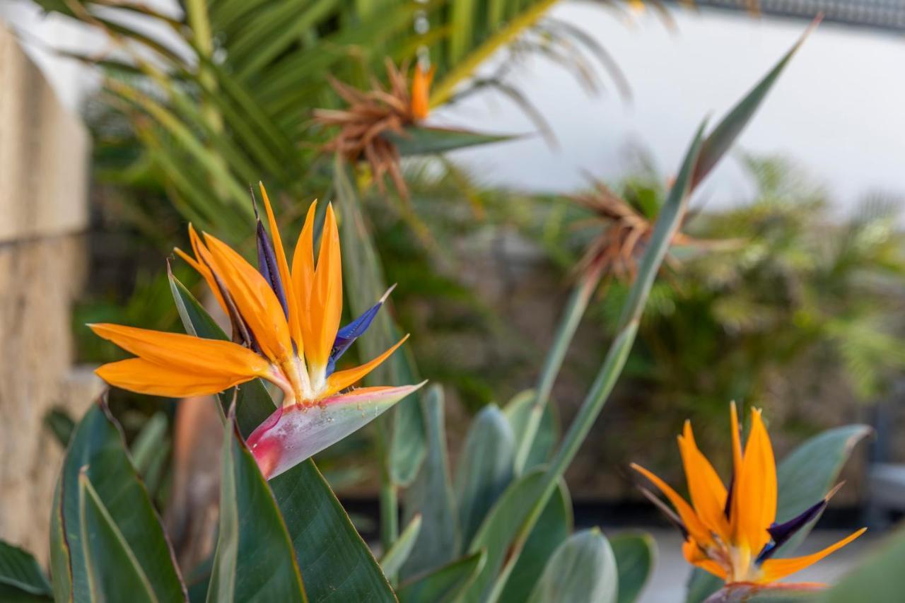 Medano4You The Strelitzia Holiday Home El Médano Eksteriør billede